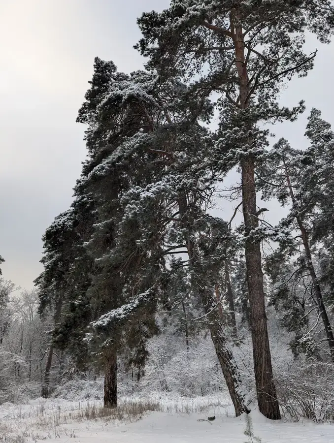 Зимовий ліс